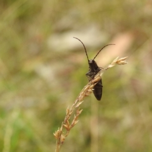 Elateridae sp. (family) at Brindabella, NSW - 22 Jan 2018