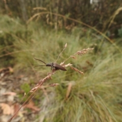 Elateridae sp. (family) at Brindabella, NSW - 22 Jan 2018