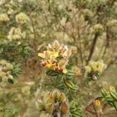 Oxylobium ellipticum (Common Shaggy Pea) at Bimberi Nature Reserve - 22 Jan 2018 by Qwerty