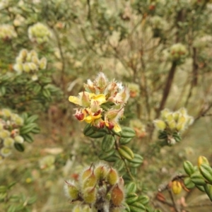 Oxylobium ellipticum at Brindabella, NSW - 22 Jan 2018