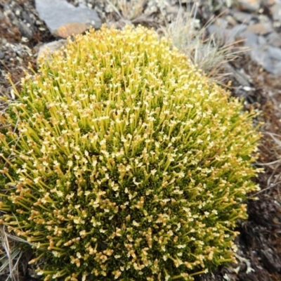 Scleranthus biflorus (Twin-flower Knawel) at Bimberi Nature Reserve - 22 Jan 2018 by Qwerty