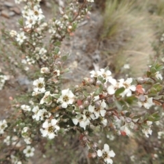 Leptospermum sp. (Tea Tree) at Bimberi Nature Reserve - 22 Jan 2018 by Qwerty