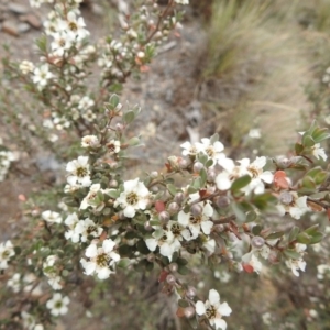 Leptospermum sp. at Brindabella, NSW - 22 Jan 2018