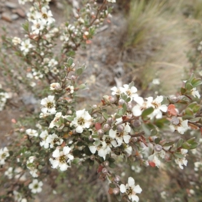 Leptospermum sp. (Tea Tree) at Brindabella, NSW - 22 Jan 2018 by Qwerty
