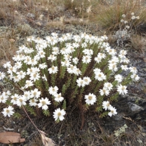 Rhodanthe anthemoides at Brindabella, NSW - 22 Jan 2018