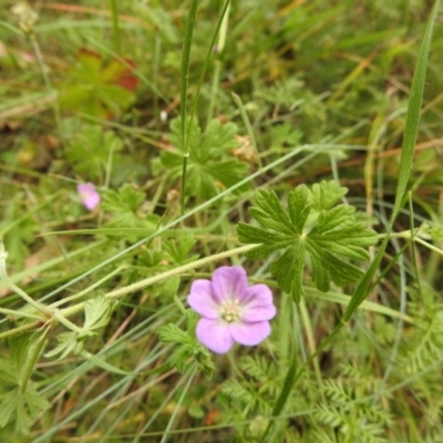 Geranium sp. (Geranium) at Brindabella, NSW - 22 Jan 2018 by Qwerty