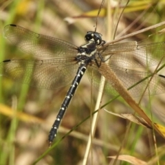 Eusynthemis guttata (Southern Tigertail) at Cotter River, ACT - 23 Jan 2018 by JohnBundock