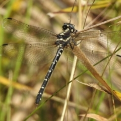 Eusynthemis guttata (Southern Tigertail) at Cotter River, ACT - 22 Jan 2018 by JohnBundock