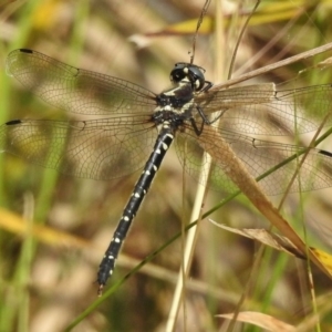 Eusynthemis guttata at Cotter River, ACT - 23 Jan 2018 09:22 AM