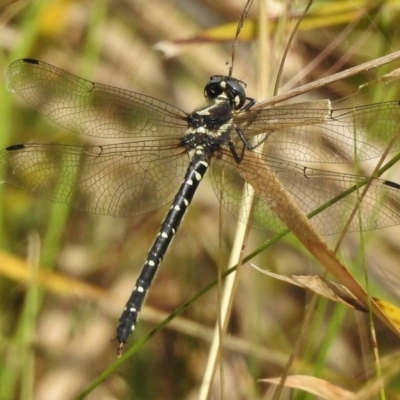 Eusynthemis guttata (Southern Tigertail) at Cotter River, ACT - 22 Jan 2018 by JohnBundock