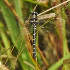 Eusynthemis guttata at Cotter River, ACT - 23 Jan 2018 09:22 AM