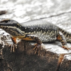 Eulamprus heatwolei (Yellow-bellied Water Skink) at Cotter River, ACT - 23 Jan 2018 by JohnBundock