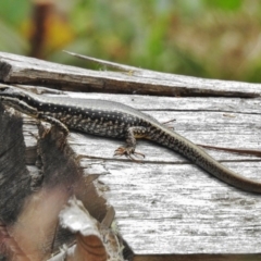 Eulamprus heatwolei at Cotter River, ACT - 23 Jan 2018