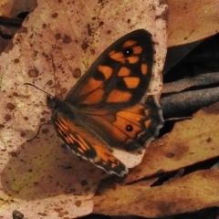 Geitoneura klugii (Marbled Xenica) at Namadgi National Park - 22 Jan 2018 by JohnBundock