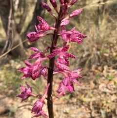 Dipodium punctatum (Blotched Hyacinth Orchid) at Kambah, ACT - 23 Jan 2018 by CathyKatie