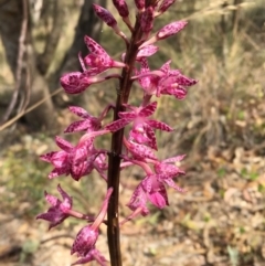 Dipodium punctatum (Blotched Hyacinth Orchid) at Kambah, ACT - 22 Jan 2018 by Cathy_Katie