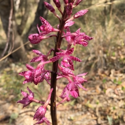Dipodium punctatum (Blotched Hyacinth Orchid) at Mount Taylor - 22 Jan 2018 by Cathy_Katie