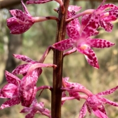 Dipodium punctatum at Kambah, ACT - 23 Jan 2018