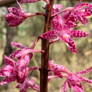 Dipodium punctatum at Kambah, ACT - 23 Jan 2018