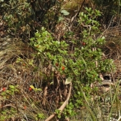 Coprosma hirtella at Cotter River, ACT - 23 Jan 2018 09:39 AM