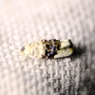 Piloprepes antidoxa (A concealer moth (Wingia group)) at O'Connor, ACT - 6 Jan 2018 by ibaird
