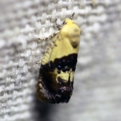 Hypertropha chlaenota (A Gelechioid moth) at O'Connor, ACT - 6 Jan 2018 by ibaird