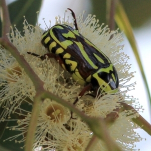 Eupoecila australasiae at Fraser, ACT - 22 Jan 2018 03:25 PM