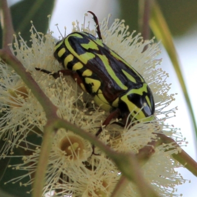 Eupoecila australasiae (Fiddler Beetle) at Fraser, ACT - 22 Jan 2018 by JudithRoach