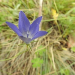 Wahlenbergia sp. at Brindabella, NSW - 22 Jan 2018 11:52 AM