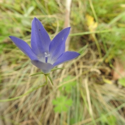 Wahlenbergia sp. (Bluebell) at Brindabella, NSW - 22 Jan 2018 by Qwerty