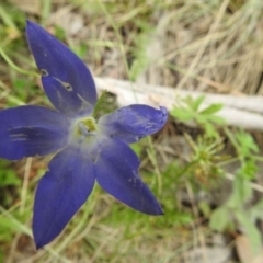 Wahlenbergia sp. at Brindabella, NSW - 22 Jan 2018