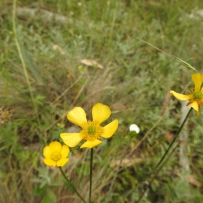 Ranunculus lappaceus (Australian Buttercup) at Brindabella, NSW - 22 Jan 2018 by Qwerty