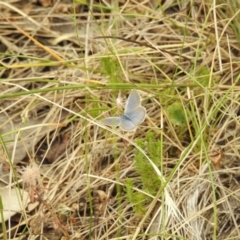 Zizina otis (Common Grass-Blue) at Bimberi Nature Reserve - 22 Jan 2018 by Qwerty