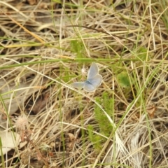 Zizina otis (Common Grass-Blue) at Brindabella, NSW - 22 Jan 2018 by Qwerty