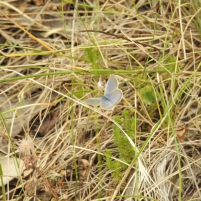 Zizina otis (Common Grass-Blue) at Brindabella, NSW - 22 Jan 2018 by Qwerty