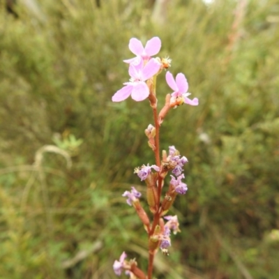 Stylidium (genus) (Trigger Plant) at Brindabella, NSW - 22 Jan 2018 by Qwerty