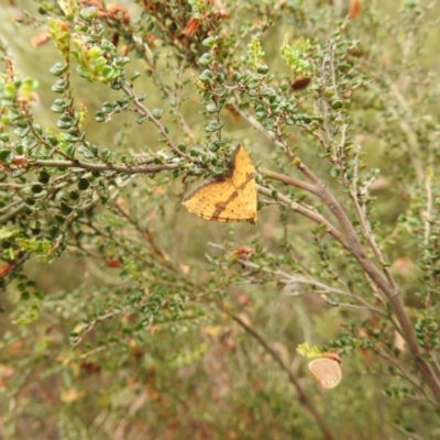 Chrysolarentia polyxantha (Yellow Carpet Moth) at Bimberi Nature Reserve - 22 Jan 2018 by Qwerty