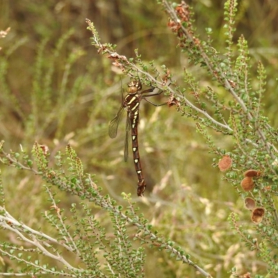 Austroaeschna pulchra (Forest Darner) at Brindabella, NSW - 22 Jan 2018 by Qwerty