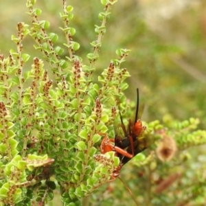 Lissopimpla excelsa at Brindabella, NSW - 22 Jan 2018