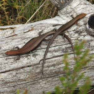 Pseudemoia entrecasteauxii at Brindabella, NSW - 22 Jan 2018