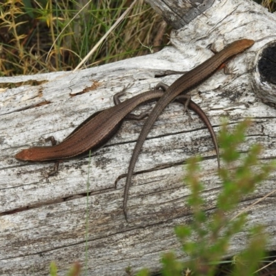 Pseudemoia entrecasteauxii (Woodland Tussock-skink) at Brindabella, NSW - 22 Jan 2018 by Qwerty