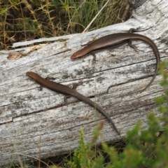 Pseudemoia entrecasteauxii at Brindabella, NSW - 22 Jan 2018 12:26 PM