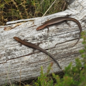 Pseudemoia entrecasteauxii at Brindabella, NSW - 22 Jan 2018