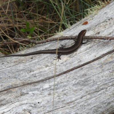 Pseudemoia entrecasteauxii (Woodland Tussock-skink) at Bimberi Nature Reserve - 22 Jan 2018 by Qwerty