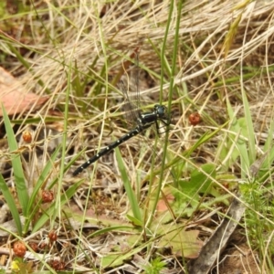 Eusynthemis guttata at Brindabella, NSW - 22 Jan 2018 12:34 PM