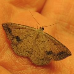 Taxeotis intextata (Looper Moth, Grey Taxeotis) at Pine Island to Point Hut - 7 Dec 2017 by michaelb