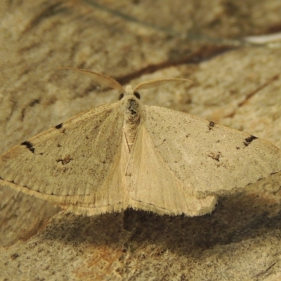 Dichromodes estigmaria (Pale Grey Heath Moth) at Pine Island to Point Hut - 30 Nov 2017 by michaelb