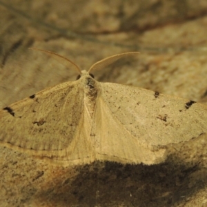 Dichromodes estigmaria at Greenway, ACT - 30 Nov 2017 08:51 PM