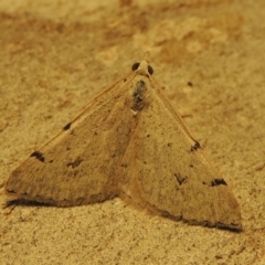 Dichromodes estigmaria at Greenway, ACT - 30 Nov 2017 08:51 PM