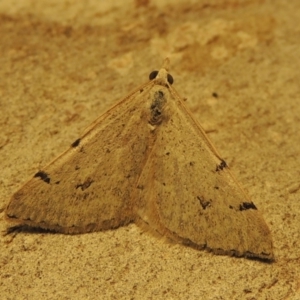 Dichromodes estigmaria at Greenway, ACT - 30 Nov 2017 08:51 PM